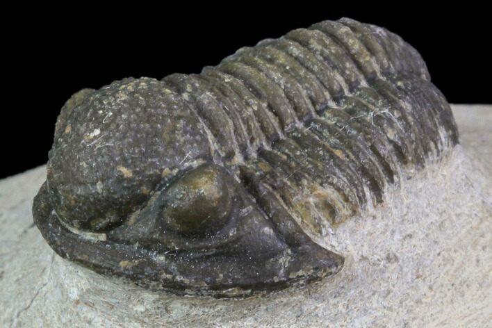 Bargain, Gerastos Trilobite Fossil - Morocco #84612
